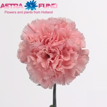 Dianthus standaard Fortune Foto