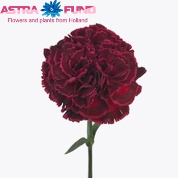 Dianthus standaard 'Freya' Foto