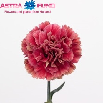Dianthus standaard 'Ganache' Foto