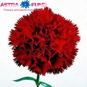 Dianthus standaard 'Gaudina' Foto