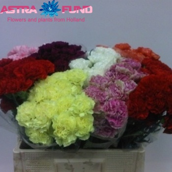 Dianthus standaard gemengd Foto