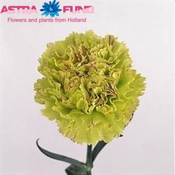 Dianthus standaard 'Giada' Foto