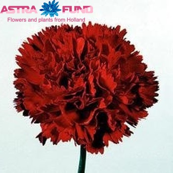 Dianthus standaard Gigi Foto