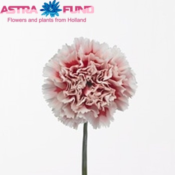 Dianthus standaard 'Gigolo' Foto