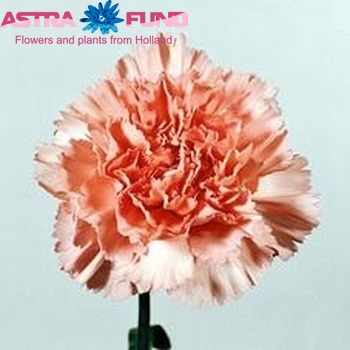 Dianthus standaard 'Ginevra' Foto