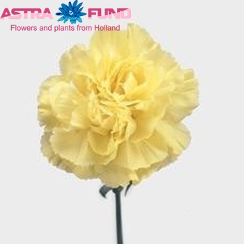Dianthus standaard 'Gioele' Foto