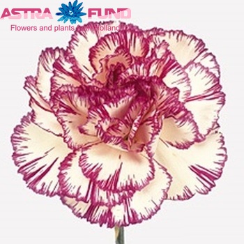 Dianthus standaard Giorgia Foto