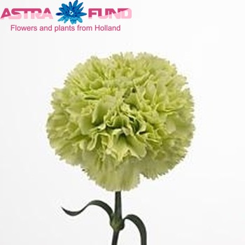 Dianthus standaard Goblin Foto