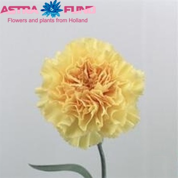 Dianthus standaard Goldi Foto