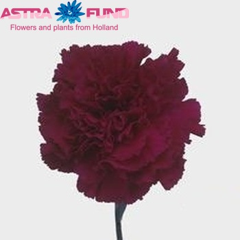 Dianthus standaard 'Golem' Foto