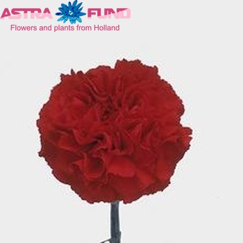 Dianthus standaard Grand Slam Foto