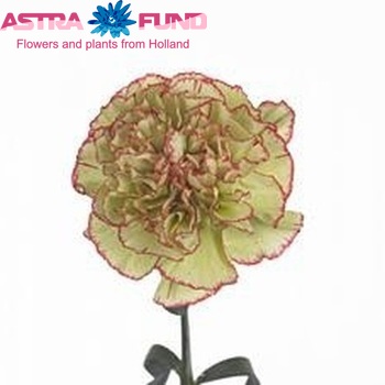 Dianthus standaard Green Eminence Foto