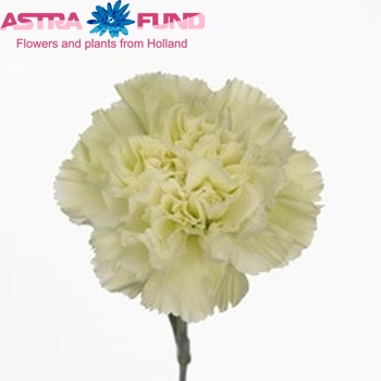 Dianthus standaard 'Green Go' Foto