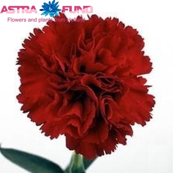 Dianthus standaard 'Guapo' Foto