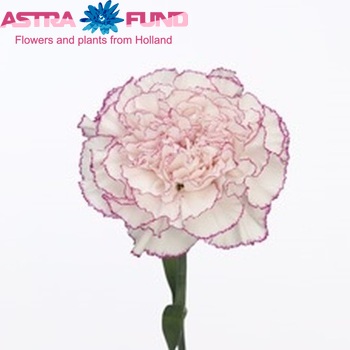 Dianthus standaard Happy Golem Foto