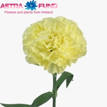Dianthus standaard Harvey Foto