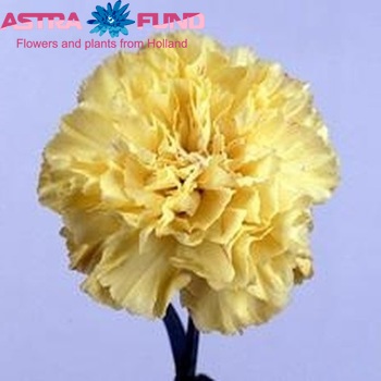 Dianthus standaard Hermes Foto