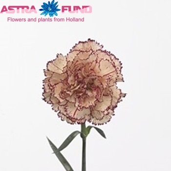 Dianthus standaard 'Holiday' Foto