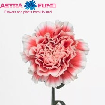 Dianthus standaard Hugo Foto