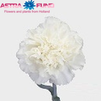 Dianthus standaard 'Hydra' Foto