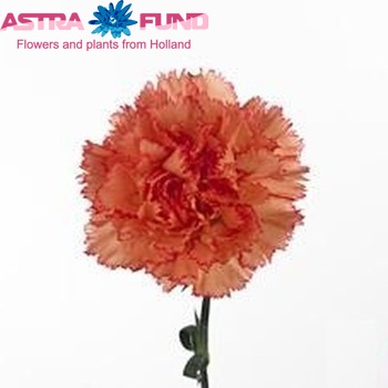 Dianthus standaard India Foto