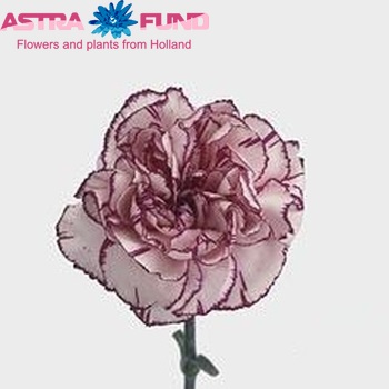 Dianthus standaard Inka Foto
