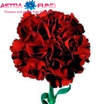 Dianthus standaard 'Iury' photo