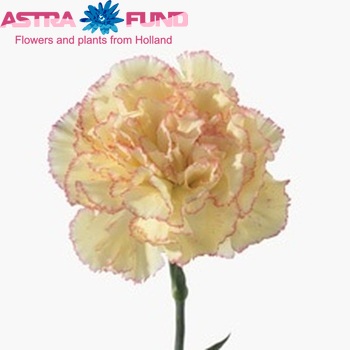 Dianthus standaard 'Ivonne' photo