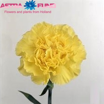 Dianthus standaard Kiro photo