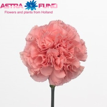 Dianthus standaard Kleos photo
