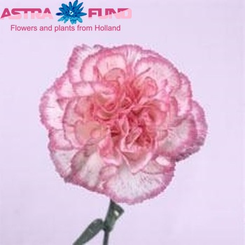 Dianthus standaard 'Komachi' photo