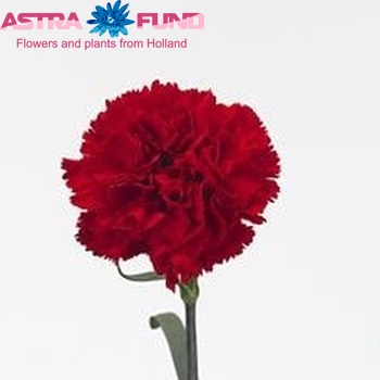 Dianthus standaard 'Kooij Eskimo' photo