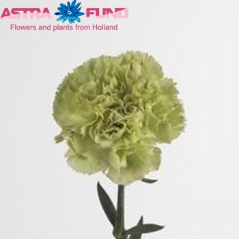 Dianthus standaard Kratos photo