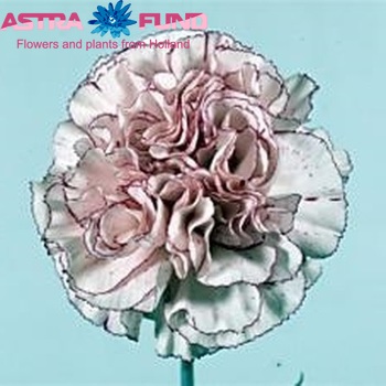 Dianthus standaard Kristina photo