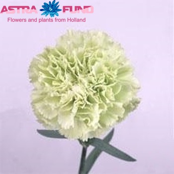 Dianthus standaard 'Lady Green' foto
