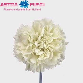 Dianthus standaard 'Lady Spring' foto