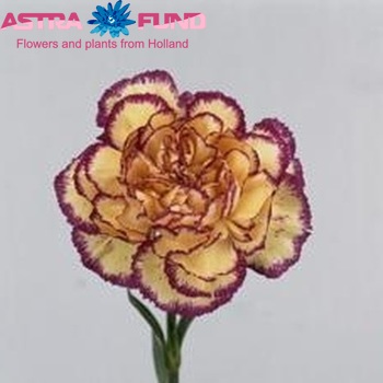 Dianthus standaard 'Leila' foto