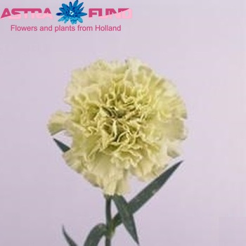 Dianthus standaard Lenny foto