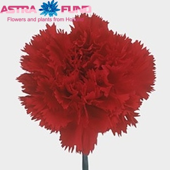 Dianthus standaard 'Leopardes' foto