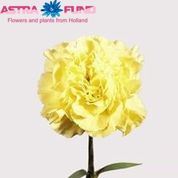 Dianthus standaard 'Liberty' foto
