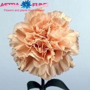 Dianthus standaard Light Pink Candy foto