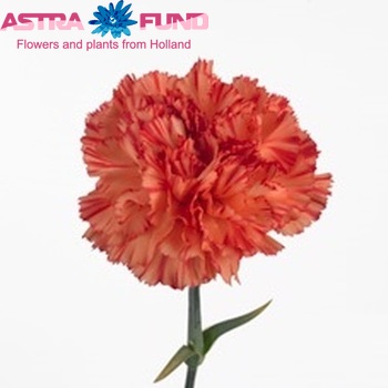 Dianthus standaard Light Star foto