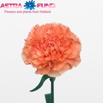 Dianthus standaard Lion King fotografija