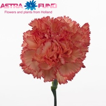 Dianthus standaard 'Lippi' fotografija