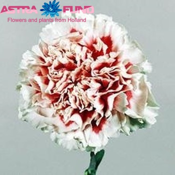 Dianthus standaard 'Mabel' fotografija