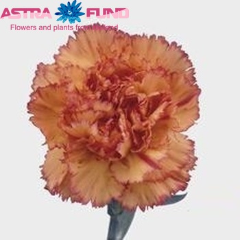 Dianthus standaard Madame Augier fotografija