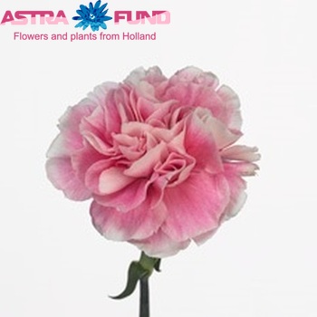 Dianthus standaard Magic Apple Tea fotografija