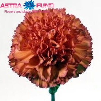 Dianthus standaard 'Malaga' fotografija