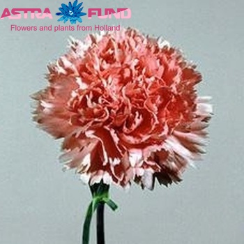 Dianthus standaard Manon fotografija