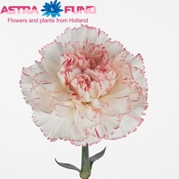 Dianthus standaard Marielle fotografija